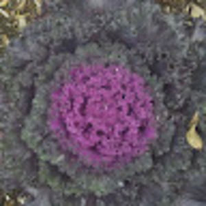 Meet your Posher, Suzanne